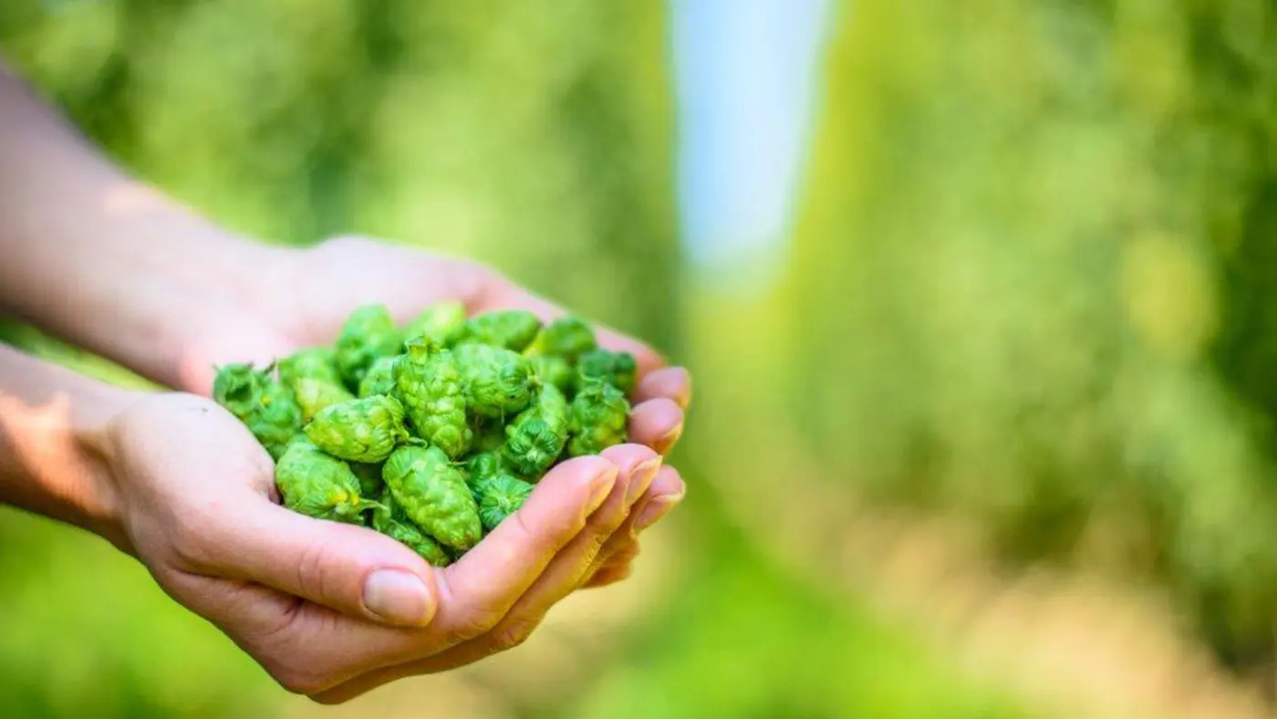 Zwei Hände halten frisch geernteten Hopfen